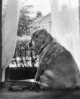 Curtains: Susi - looking through a window