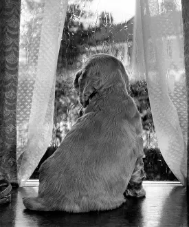 Curtains: Susi - looking through a window
