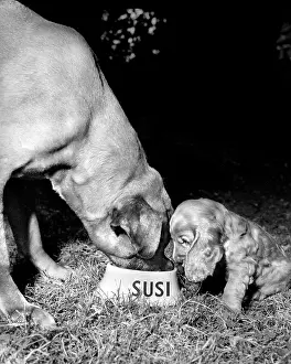 Bigger: Susi - losing her dinner to a much bigger dog