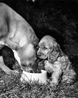 Bigger: Susi - losing her dinner to a much bigger dog