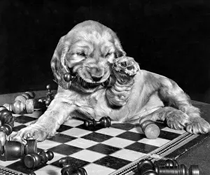 Chewing: Susi - lying on chess board