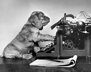 Spaniels: Susi - with manual typewriter