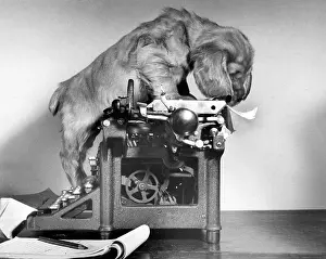 Spaniels: Susi - with manual typewriter
