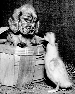 Fluffy: Susi - meeting a duckling