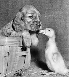 Fluffy: Susi - meeting a duckling