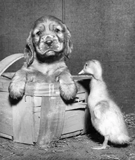 Fluffy: Susi - meeting a duckling