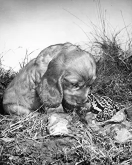 Encounter: Susi - meeting a frog