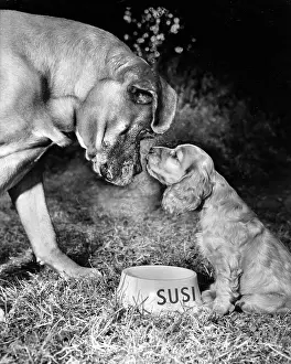 Bigger: Susi - meeting a much larger dog