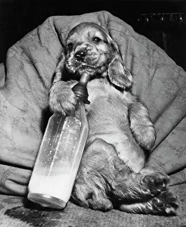 Teat: Susi - with milk bottle