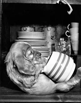 Mischief: Susi - with milk jug