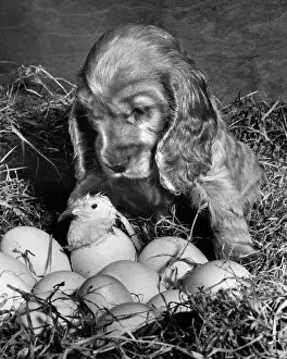 Fluffy: Susi - with newly hatched chick