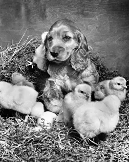 Fluffy: Susi - with newly hatched chicks