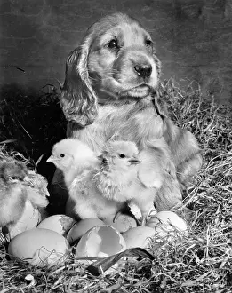 Fluffy: Susi - with newly hatched chicks
