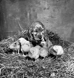 Fluffy: Susi - with newly hatched chicks