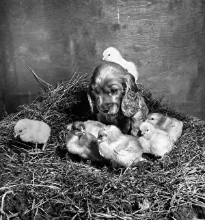 Fluffy: Susi - with newly hatched chicks