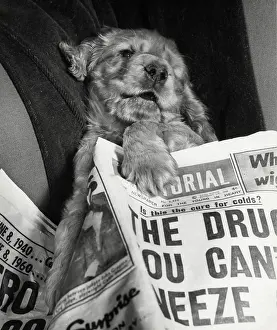 Pictorial: Susi - with newspaper