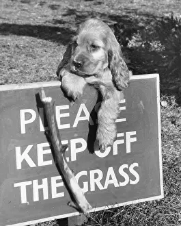 Please: Susi - Please Keep Off The Grass