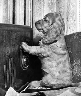 Knob: Susi - with old radio