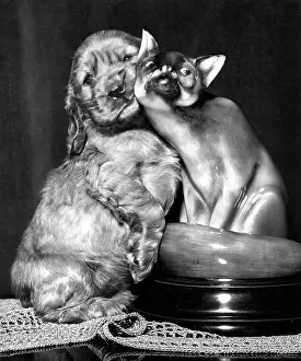 Spaniels: Susi - with ornamental cat