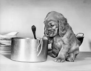 Saucepan: Susi - with pan of spaghetti