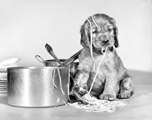 Spoon: Susi - with pan of spaghetti