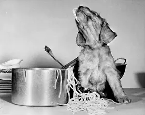 Mischief: Susi - with pan of spaghetti