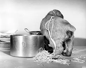Mischief: Susi - with pan of spaghetti