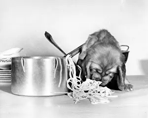 Spaniels: Susi - with pan of spaghetti