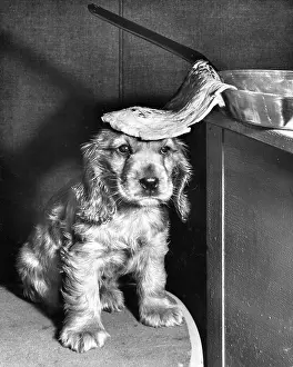 Frying: Susi - with a pancake on her head