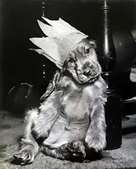 Crowns: Susi - in a paper Christmas hat
