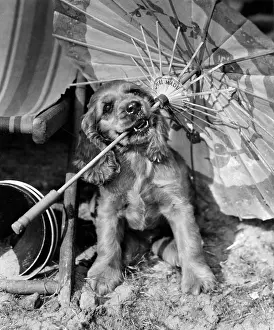 Deckchair: Susi - with a parasol on the beach