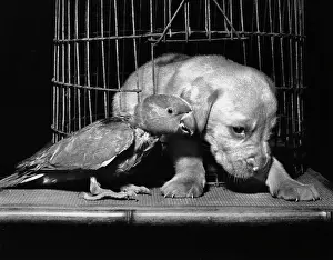 Parrots: Susi - with parrot