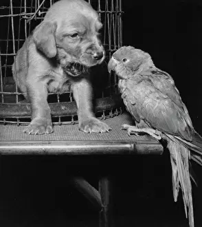 Parrots: Susi - with parrot