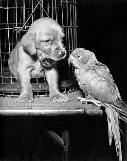 Parrot: Susi - with parrot