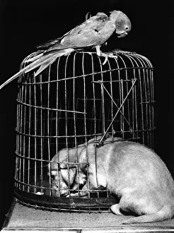 Parrots: Susi - with parrot and cage