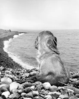 Pebbles: Susi - on a pebbly beach