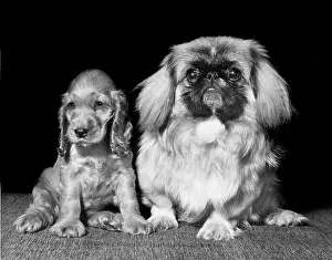 Pekingese: Susi - with a pekingese