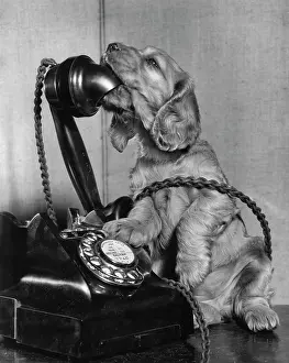 Dial: Susi - on the phone