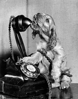 Dial: Susi - on the phone