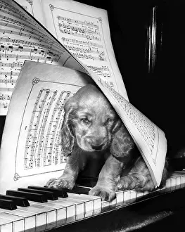 Keyboard: Susi - at the piano