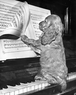 Keyboard: Susi - at the piano