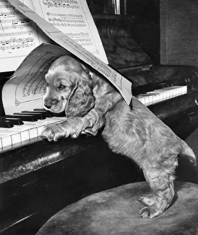 Keyboard: Susi - at the piano