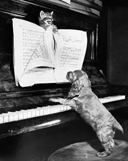 Keyboard: Susi - piano duet with kitten