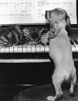 Keyboard: Susi - piano duet with kitten
