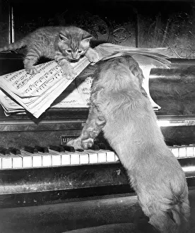 Keyboard: Susi - piano duet with kitten