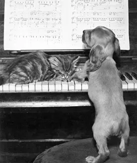 Keyboard: Susi - piano duet with kitten