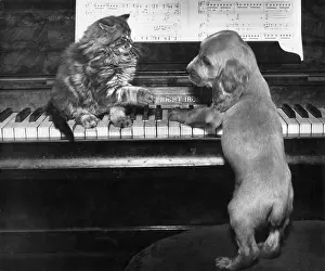 Keyboard: Susi - piano duet with kitten