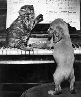 Keyboard: Susi - piano duet with kitten