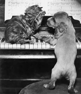 Keyboard: Susi - piano duet with kitten