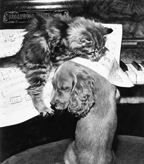 Keyboard: Susi - piano duet with kitten